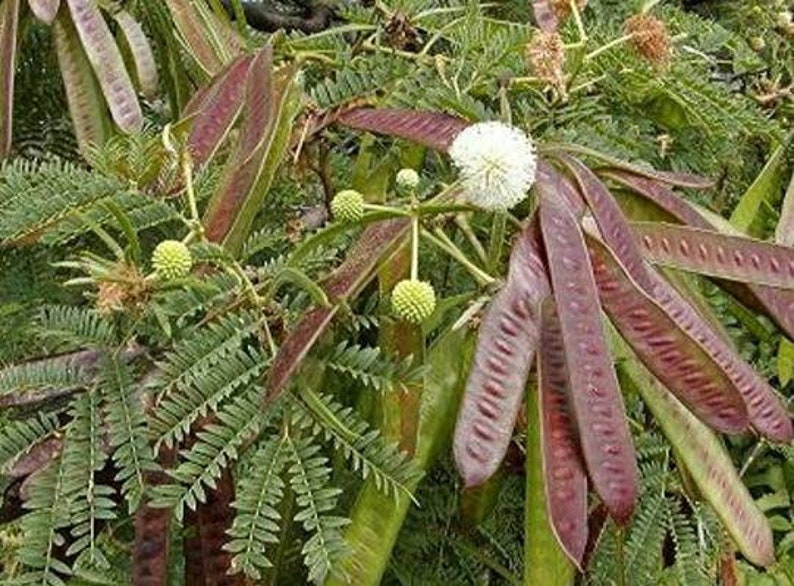 Guaje Beans, Leucaena leucocephala, Lead Wood, River Tamarind, Uaxim. Erosion control, water conservation & soil improvement. USDA Zone 10a image 5