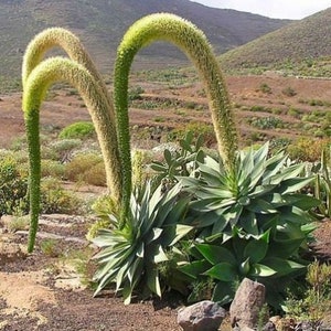 May include: A large green agave plant with tall, curved, yellow flower stalks. The plant is growing in a dry, rocky environment.