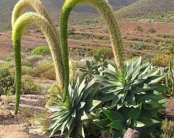 XL Agave Swan Neck Agave, Agave Attenuate, Architectural Border Plant, Poolside Garden & Pot, Late Winter Flowering Succulent. USDA Zone 9