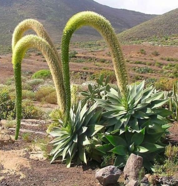 XL-Schwanenhals-Agave (Agave attenuata), eine architektonische Beetpflanze,  die sich ideal fr den Garten am Pool und im Topf eignet. Sie blht im  spten Winter. USDA-Zone 9 - Etsy Schweiz