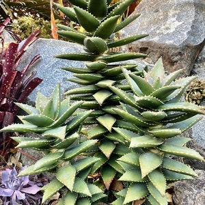Pearsonii Aloe - Etsy