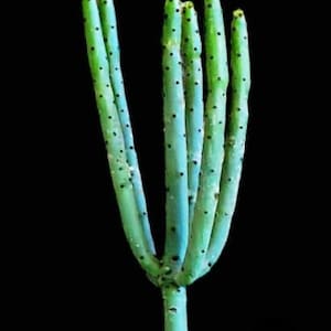 Euphorbia Alluaudii, Euphorbia Leucodendron, Cat Tails Euphorbia, Yellow-leaf Bush Euphorbia.