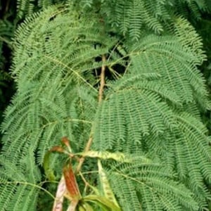 Guaje Beans, Leucaena leucocephala, Lead Wood, River Tamarind, Uaxim. Erosion control, water conservation & soil improvement. USDA Zone 10a 画像 6