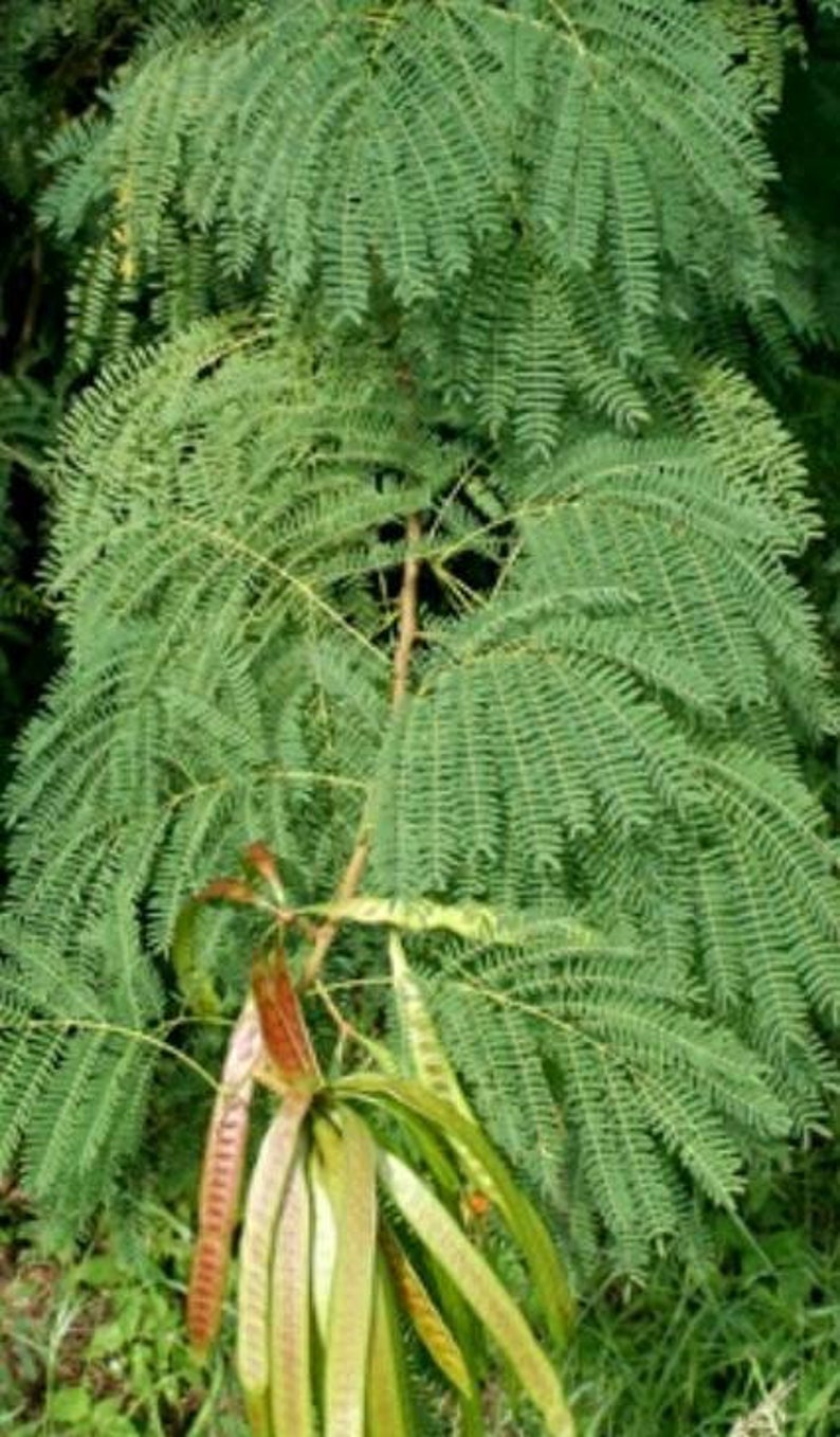 Guaje Beans, Leucaena leucocephala, Lead Wood, River Tamarind, Uaxim. Erosion control, water conservation & soil improvement. USDA Zone 10a image 6