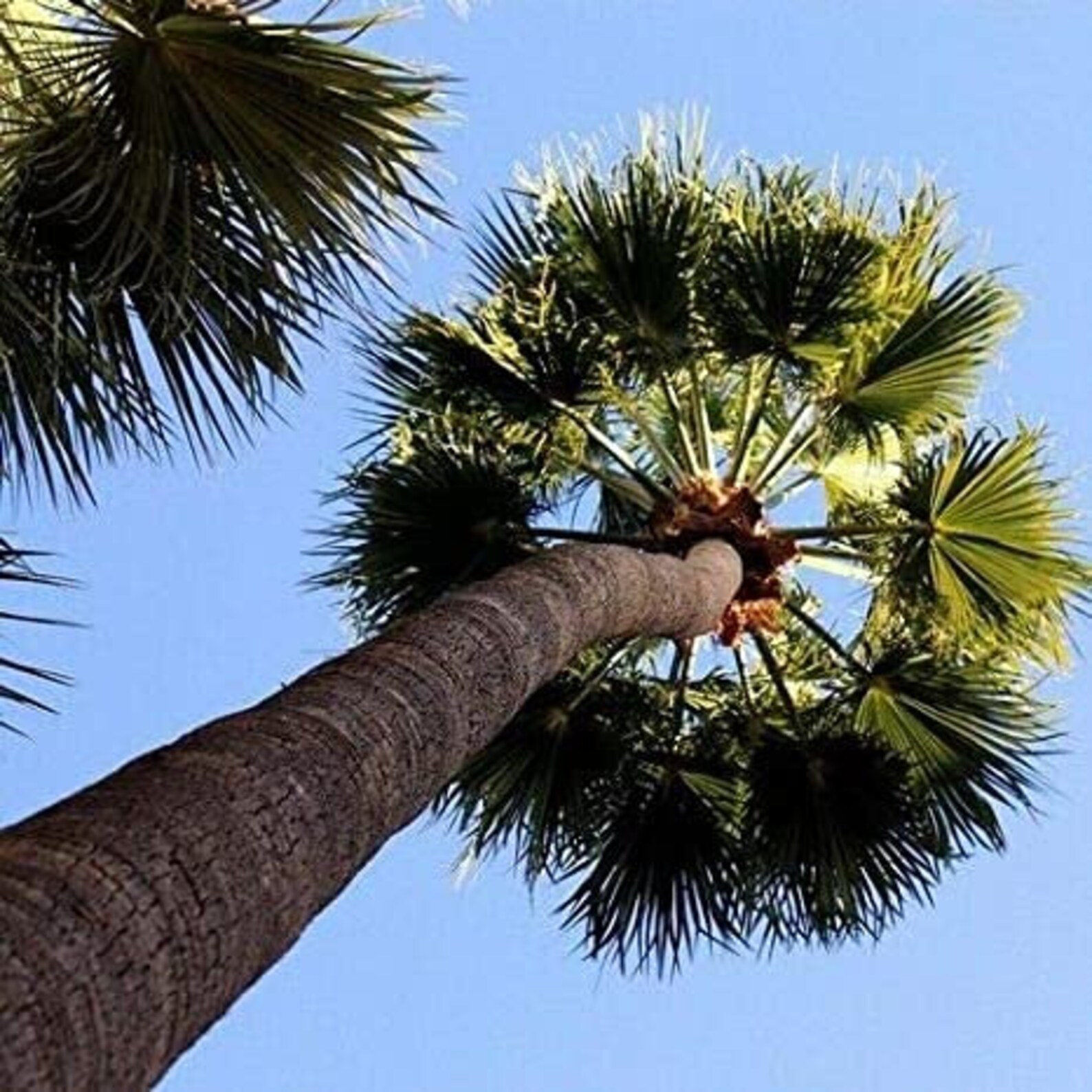 MEXICAN FAN PALM/Washingtonia Robusta the Skyduster Palm Etsy