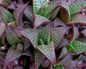 Haworthia Venosa var. Tessellata. Extremely thick, sharply triangular leaves. USDA Zone 9b