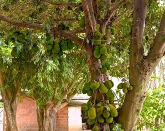 Jackfruit, Artocarpus heterophyllus. USDA Zone 10-12.