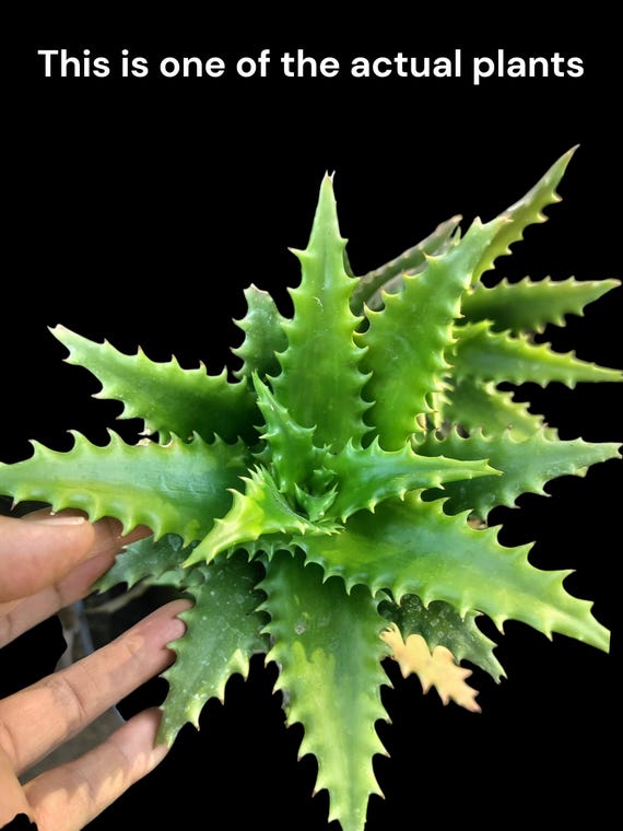 Aloe Juvenna, Tiger Tooth Aloe, Aloe Juvenna Brandham, Exotic Aloe.  Extremely Rare in Its Natural Habitat in Kenya. USDA Zones 9-11 - Etsy