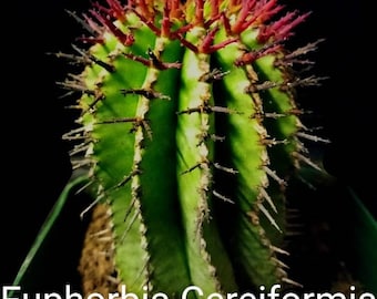 Euphorbia Cereiformis Milk Barrel, Milk Barrel Cactus. Miniature succulent perennial, dwarf-shrub grow up to 8" Tall. USDA Zone 9b-11