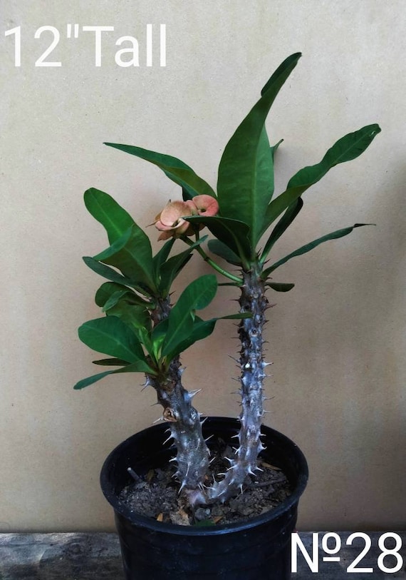 another studio plant animals Plant Animals by Another Studio