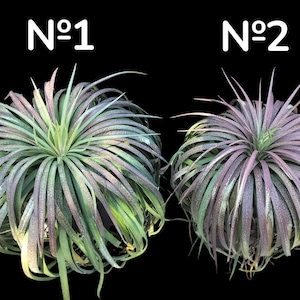 May include: Two air plants with long, thin, spiky leaves in shades of green, purple, and gray. The plants are labeled "No 1" and "No 2" in white text against a black background. The plants have a radial growth pattern.