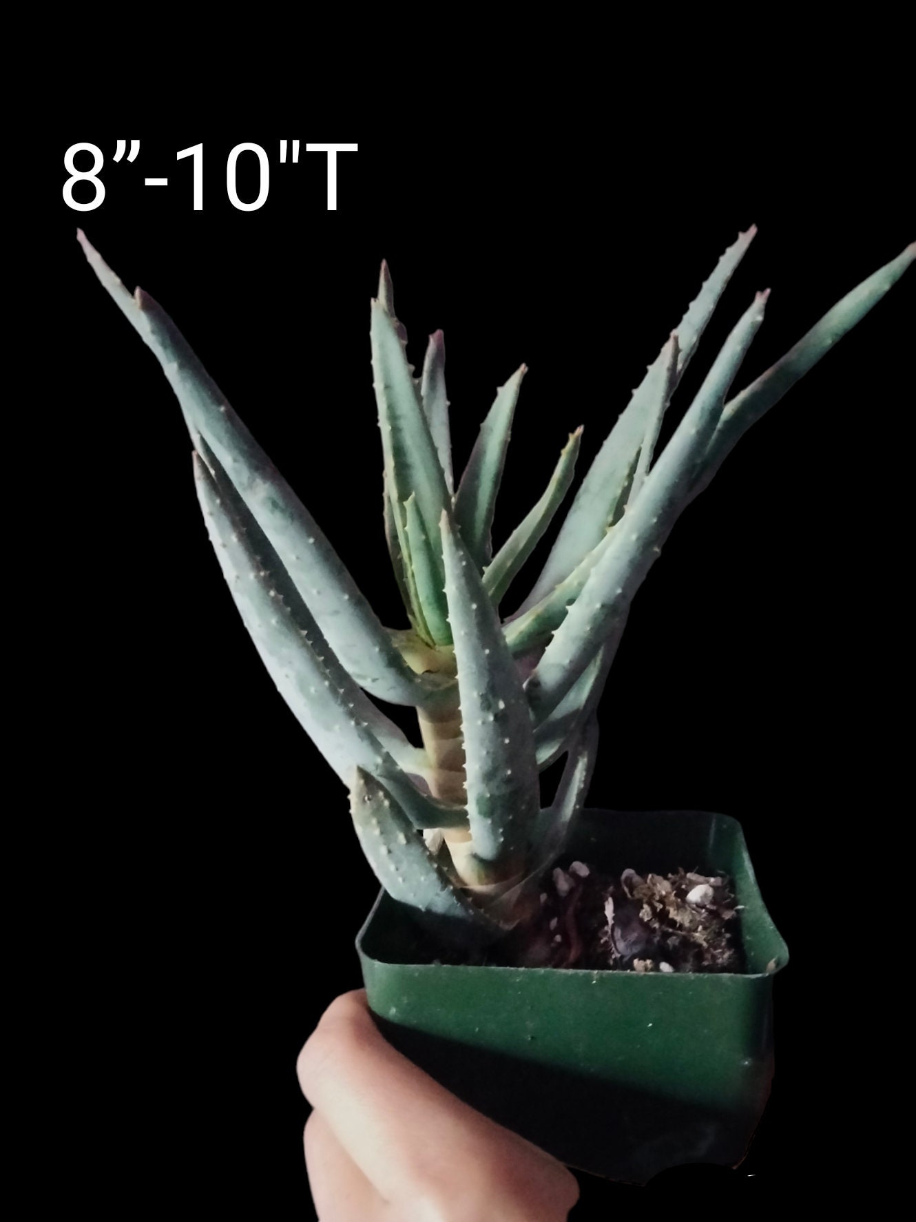 how to grow aloe from a cutting Shop For Aloe Ciliaris Fast-Growing Succulent