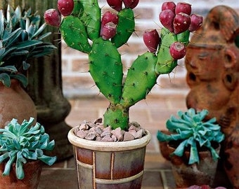 Edible Nopales Prickly Pear Cactus Fruit| Orange & Red, Rooted pads, Cutting or Young Fresh Leaves