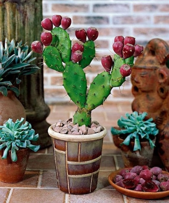 Cactus fruit 2024