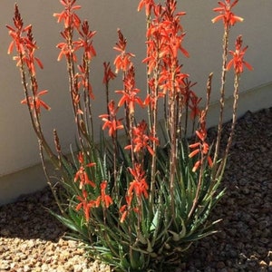 May include: A close-up of a succulent plant with orange flowers blooming. The plant is growing in a bed of small, brown rocks.