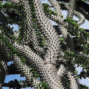 Alluaudia Procera, Madagascar Ocotillo, unusual spiny succulent, thick water-storing stems & leaves that are deciduous in the winter. Zone 9 image 6