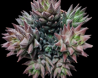 Haworthiopsis Reinwardtii, Haworthia Reinwardtii, Zebra Haworthia. USDA hardiness zones 10.