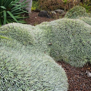 XL Deuterocohnia Brevifolia, Abromeitiella Chlorantha, Meziothamnus Brevifolius, Lindmania Brevifolia, Dyckia Grisebachii. USDA Zone 9 image 7