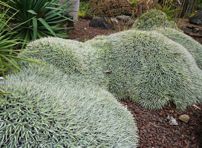 XL Deuterocohnia Brevifolia, Abromeitiella Chlorantha, Meziothamnus Brevifolius, Lindmania Brevifolia, Dyckia Grisebachii. USDA Zone 9 image 7