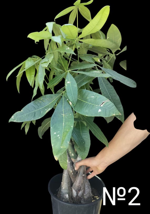Unique Bonsai Braided Money Tree Tropical Wetland|malabar Chestnut| Saba  Nut| Pachira Aquatica Live Houseplant 36"-48"tall Easiest to Care. - Etsy