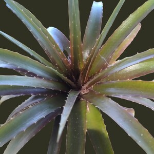 Dyckia,Bromeliaceae, Pitcairnioideae, Garrelia Gaudich, Prionophyllum K.Koch, stiff and thorny leaves. afbeelding 2