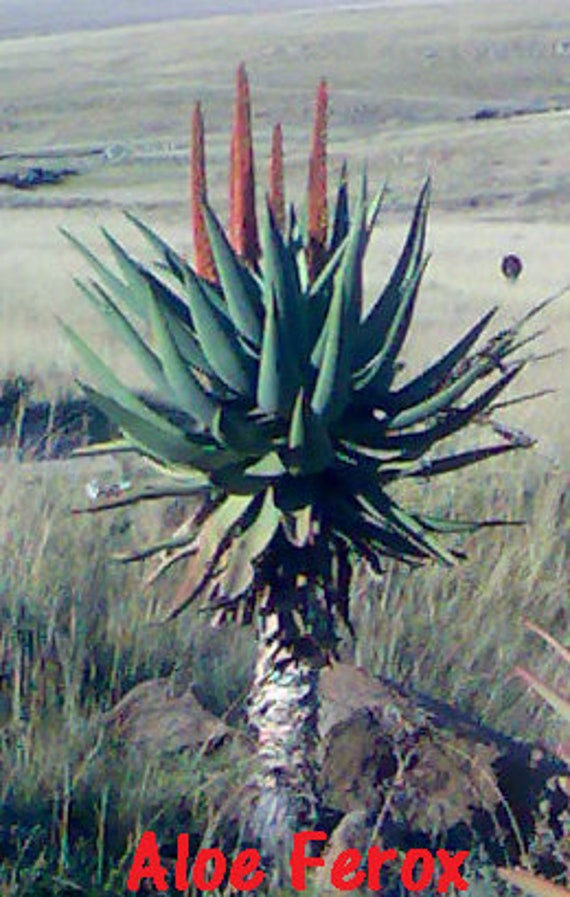 ＡＬＯＥです。 Large Aloe Ferox, Cape Aloe, Bitter Aloe. Used to make