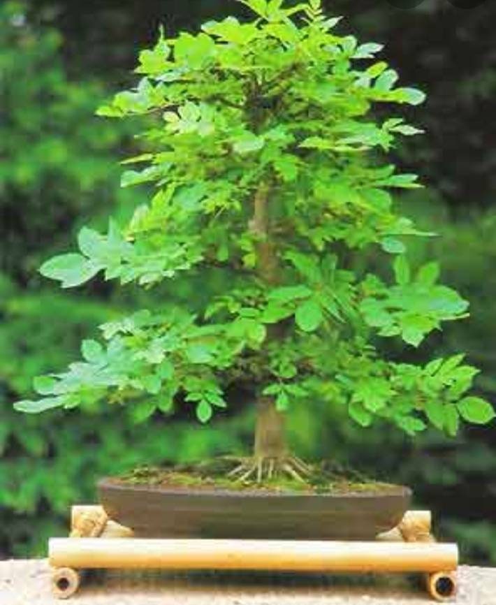 Stubby Bonsai, 2-4 Years Old, Shipped Bareroot, Ash Trees 'lightning Tree'  Fraxinus Excelsior. Attract Bees. Very Hard Wood. - Etsy Norway