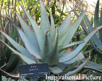 Aloe Glauca, Blue Aloe, var. elatior, var. humilior, var. spinosior, var. major, Aloe perfoliata var. kappa, Aloe muricata, Aloe rhodacantha