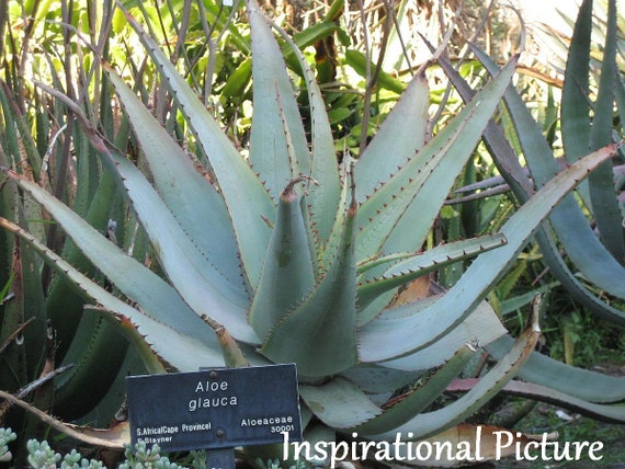 Aloe Glauca, Blue Aloe, Var. Elatior, Var. Humilior, Var. Spinosior, Var.  Major, Aloe Perfoliata Var. Kappa, Aloe Muricata, Aloe Rhodacantha - Etsy