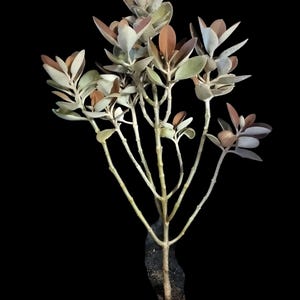 Kalanchoe Antanosiana, Kalanchoe Cantonasyana, Cinnamon Bear Kalanchoe Orgyalis Copper Spoon, Cuchara de cobre. Rare Exotic Plant. Zone 9b.