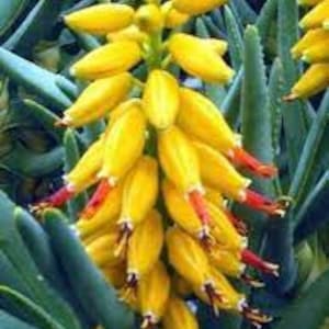 Aloe Ramosissima, Maiden&#39;s Quiver Tree, collector’s Aloe, grow to 1,5 m tall.  Edible Young Bud taste like asparagus. USDA Zone 9b-11