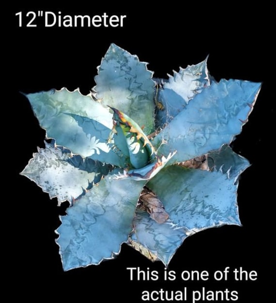 Titanota Lion's Mane, Rare Collector Agave, Compact Silvery Blue