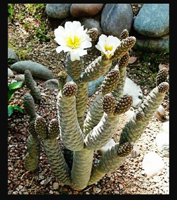 where to buy cactus Nopal Prickly Pear main image 0