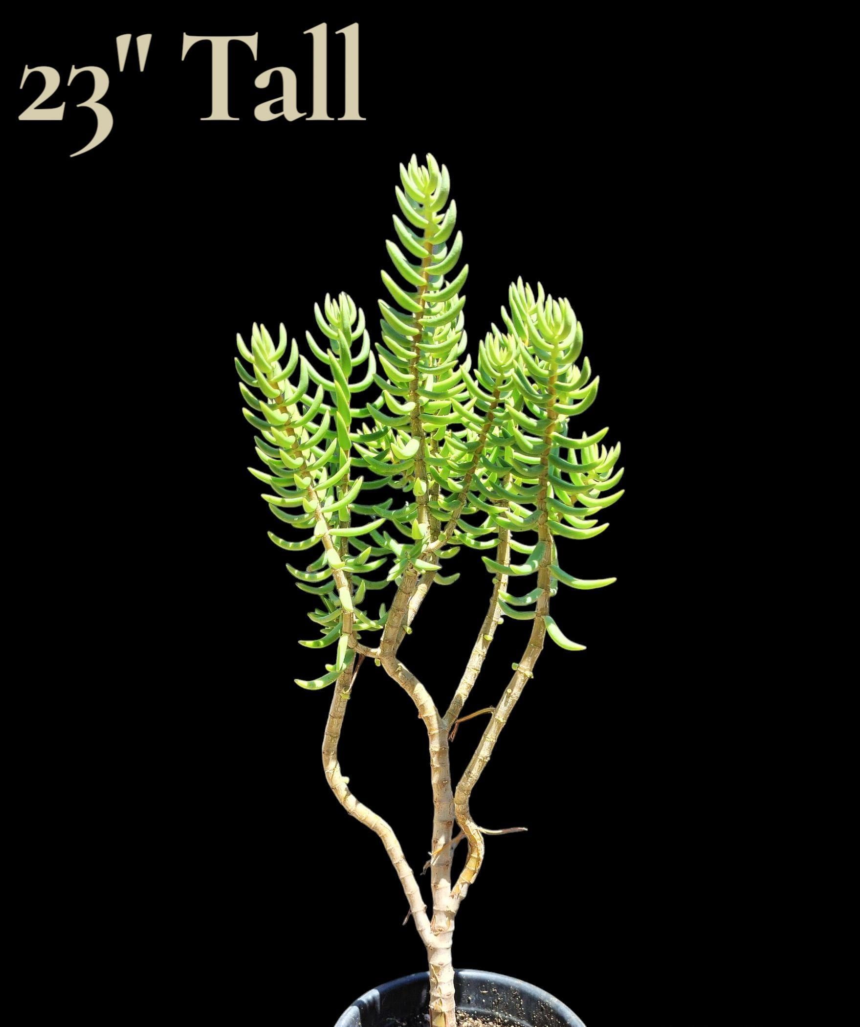 Miniature Pine Tree, Crassula Tetragona, C Bibracteata, C