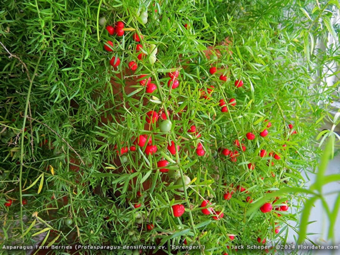 Asparagus Fern Hanging Basket in 8 inches Pot Etsy