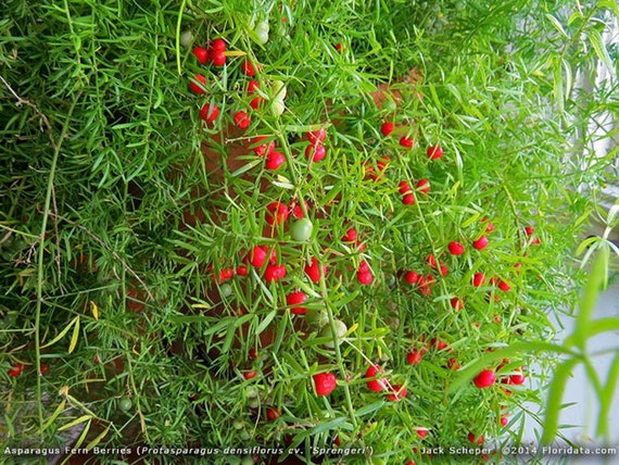 Asparagus Fern - Asparagus densiflorous 'sprengeri