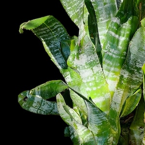 Tropic Torch Aechmea Fasciata, Silver Vase, Urn Plant Bromeliaceae. Tall Ice-Green Leaves Banded in Silver. USDA Zone 10