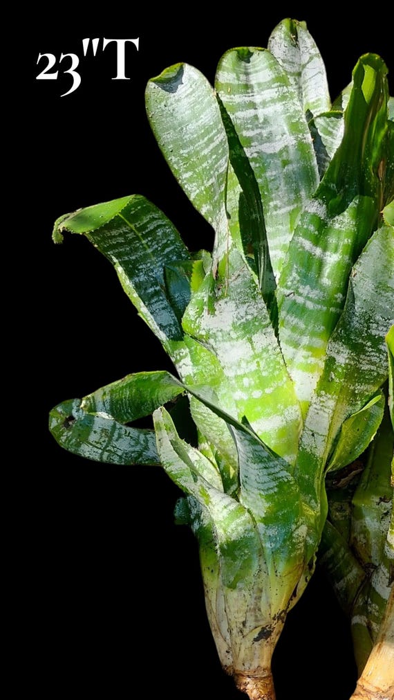 Tropic Torch Aechmea Fasciata, Silver Vase, Urn Plant Bromeliaceae
