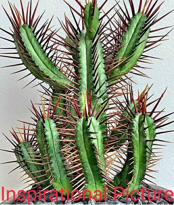Euphorbia Enopla, lange rotviolette Stacheln. Wchst bis zu 90 cm hoch.  USDA-Zone 10a. - Etsy.de