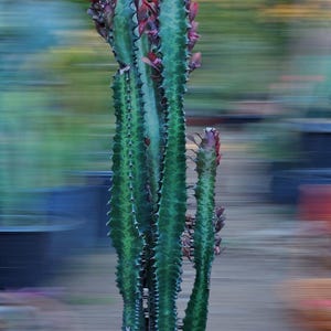 XL Red Euphorbia Trigona| African Milk Tree| Cathedral Cactus| High Chaparral, Abyssinian Euphorbia. Tropical Cactus Zone 9
