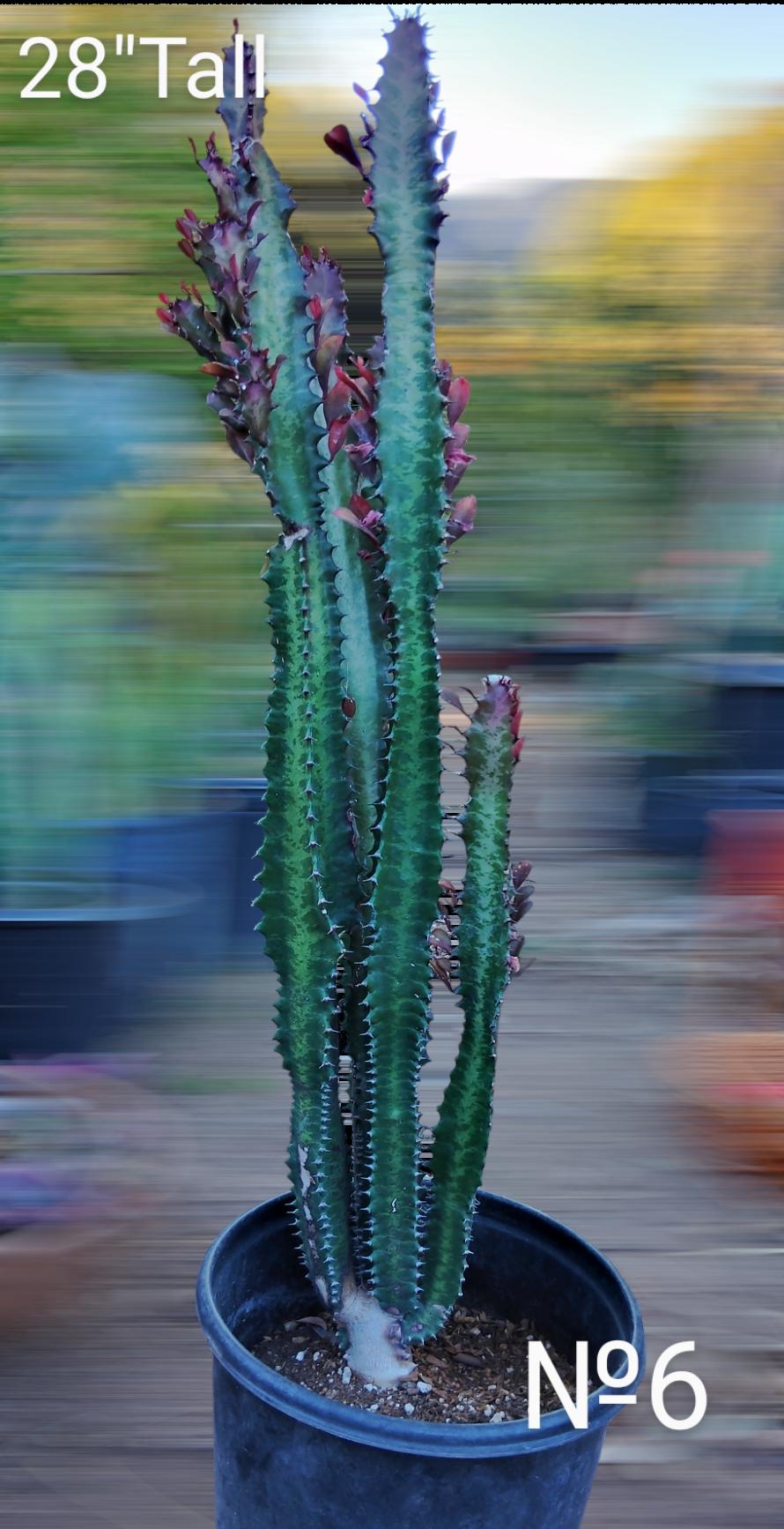 XL Red Euphorbia Trigona| African Milk Tree| Cathedral Cactus| High  Chaparral, Abyssinian Euphorbia. Tropical Cactus Zone 9 - Etsy.de