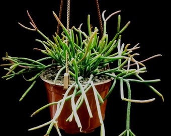 Rhipsalis Crythrocarpa, Red Coral Mistletoe cactus, Jungle Cactus. Incredibly easy to care for, gorgeous tough green and red stick leaves.