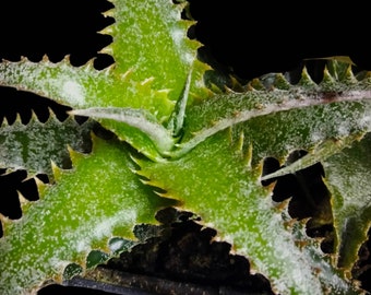 Hechtia Lanata, hard to find, rare and beautiful species. Wooly, Broad, Heavily scurffed leaves recurve at the tips.