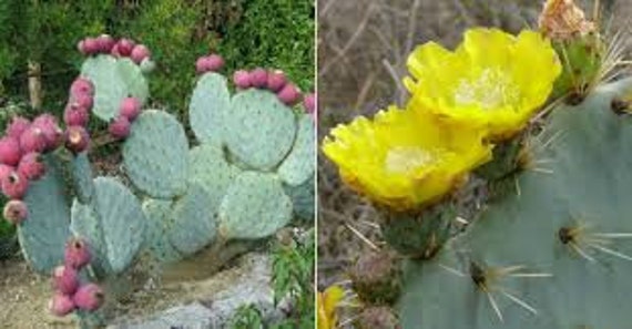 XL Opuntia Robusta, Silver Dollar, Dinner Plate, Nopal Tapon, or
