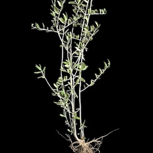 Olive Tree live plant; long-stemmed olive branches for wedding, Party event, floral, centerpiece, home or office.