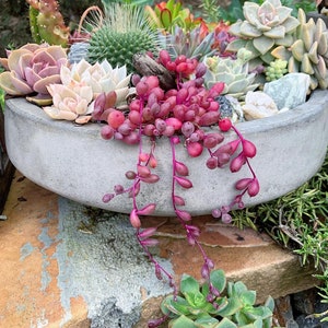 May include: A concrete planter filled with a variety of succulents, including a pink and green echeveria, a green cactus, and a trailing succulent with pink and purple leaves.