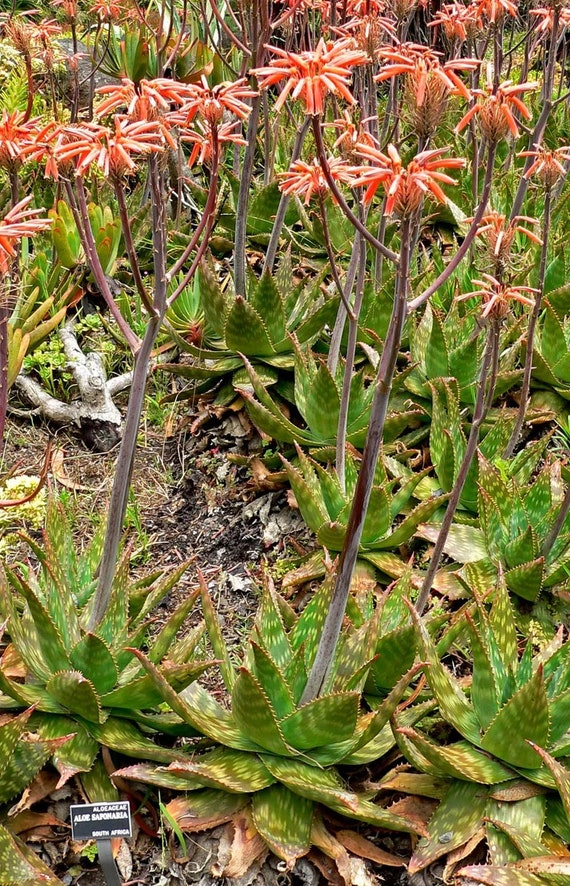 XL Soap Aloe MACULATA Saponaria "coral Aloe" Attractive Bumpy Spotted  Leaves, Orange Flower, Save the Hummingbirds and Bees. Hardy To: 22F - Etsy