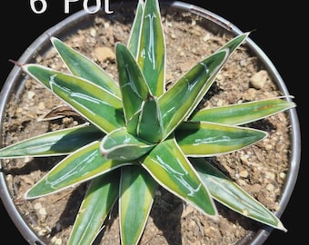 Agave Ovatifolia Whale's Tongue 