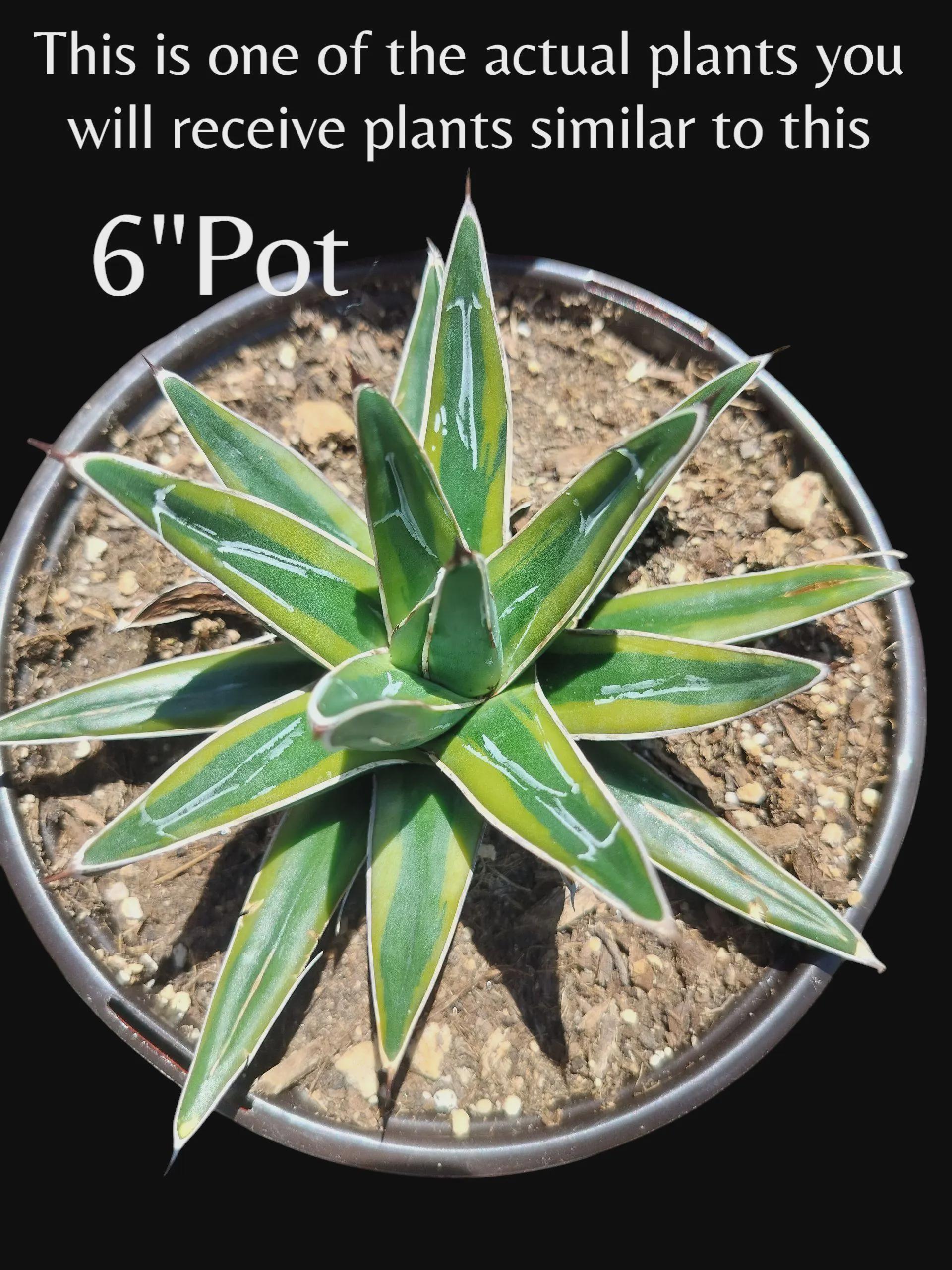 wie alt ist meine aloe vera pflanze Aloe Vera Alfonso  Aloe-Vera-Pflanze in Grtnerqualitt kaufen