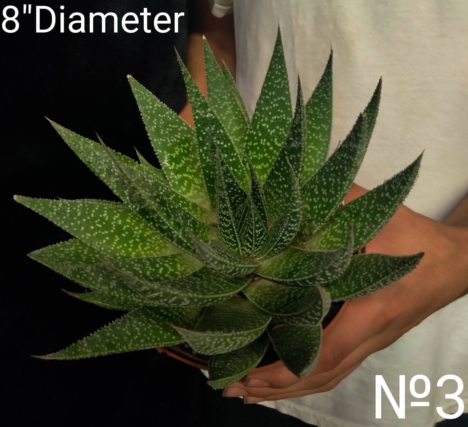 XL Lace Aloe, Aristaloe Aristata, Torch Plant. Actively Grows in